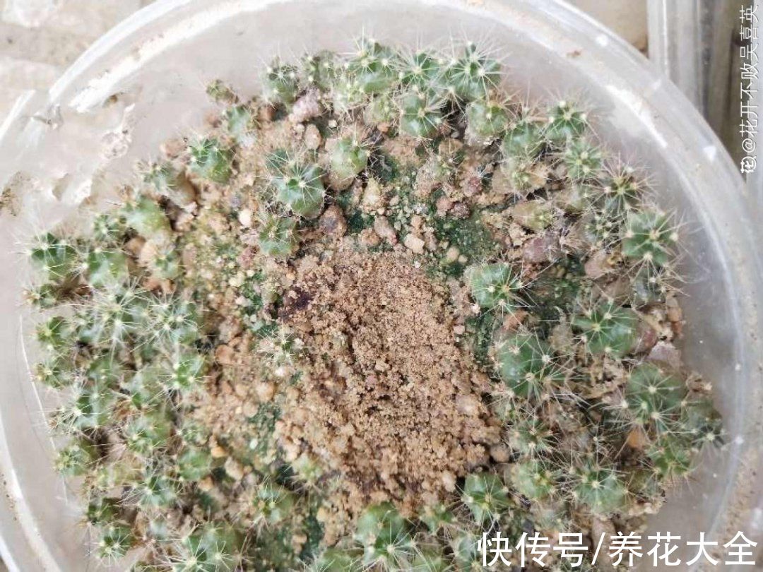 50种花春天播种,长满小院子,能开一整年
