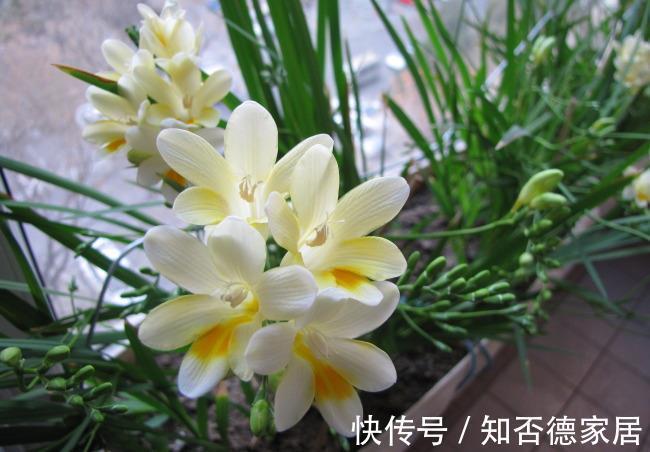 天竺葵|农历8月4日开始，养这几款植物，花朵姿态万千，每天都有好心情