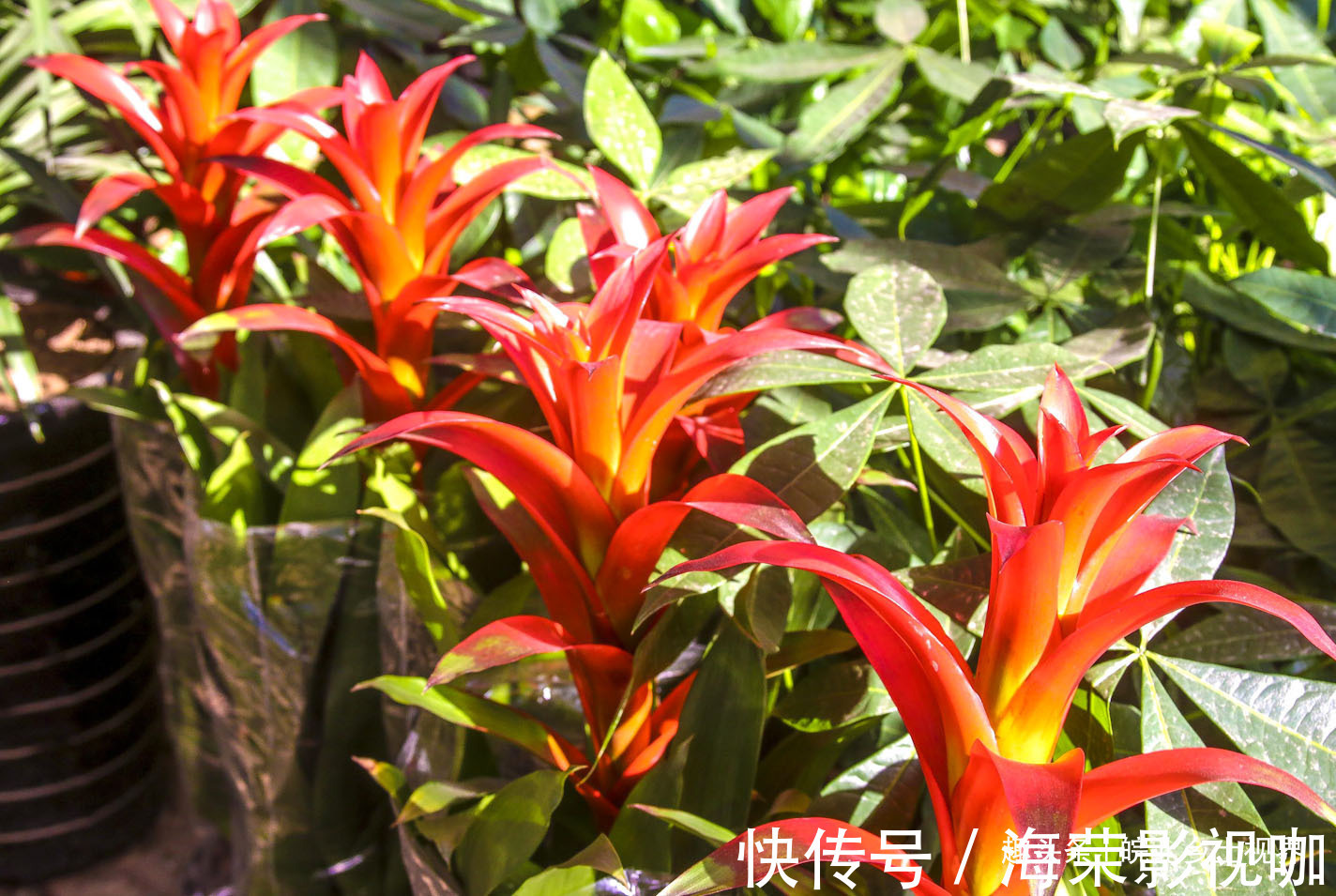 花卉|安徽淮北花卉市场，众多市民购买鲜花，看看你喜欢什么花卉