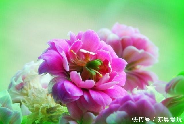 养护|客厅养护长寿花，注意这4点，就能照常生长！