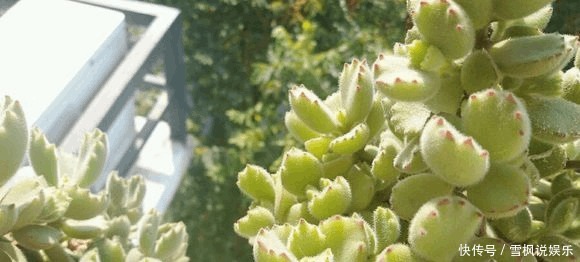 片叶|4片叶的熊童子,1年内终于养出熊样了