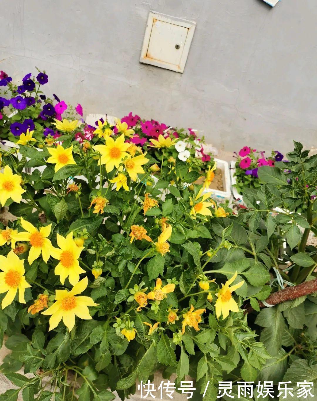 70岁老妈,一天也闲不住,院子里种满了花!