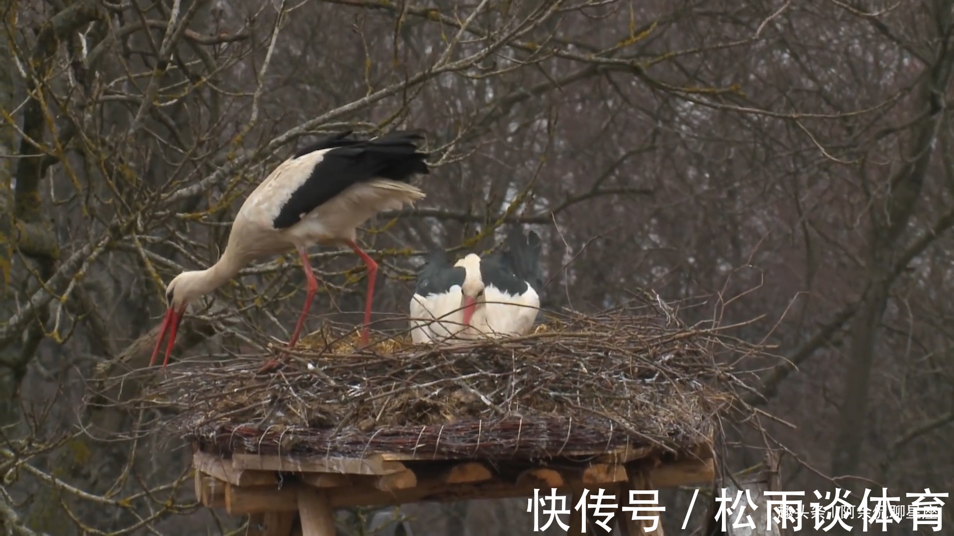 余生|下月初，这几月的人，鸳鸯唤醒，再次踏入旧缘，余生不分离