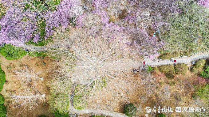 一片粉色的花海，好美！济南百花公园碧桃盛开来打卡啦