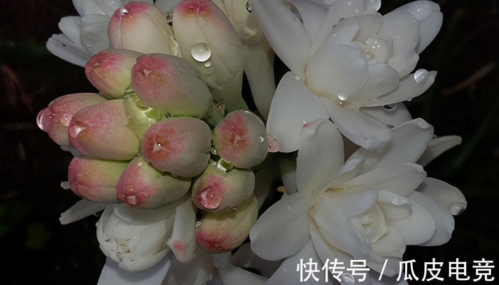 香玉|做到这6点,晚香玉浓香扑鼻