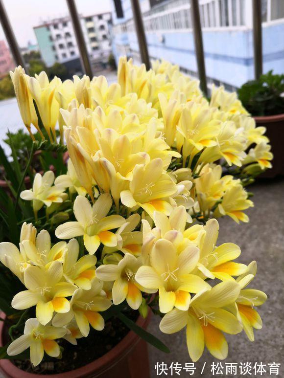 冬天养盆“香水花”,比大蒜还好养,十个颜色轮流开,满屋香水味