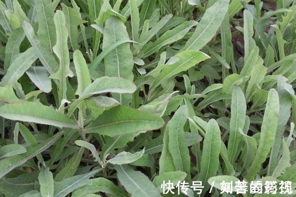 野菜|在农村见到这种野菜,切记只摘叶子,不要拔根,因为太珍贵了!