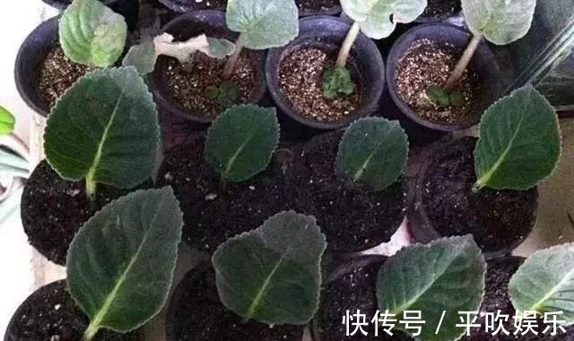 叶片|这“2种花”,摘1片叶子就能插活,花美叶绿,一盆种出20棵