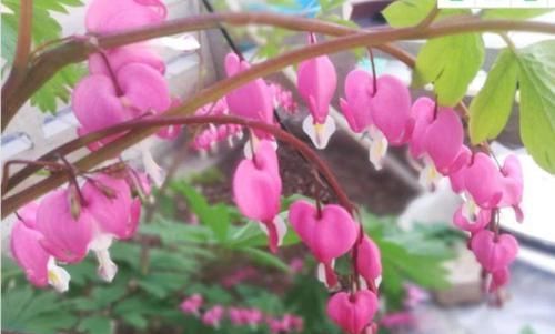 适合养的花，好活易爆盆，花开媲美玫瑰，花朵姿态万千，美