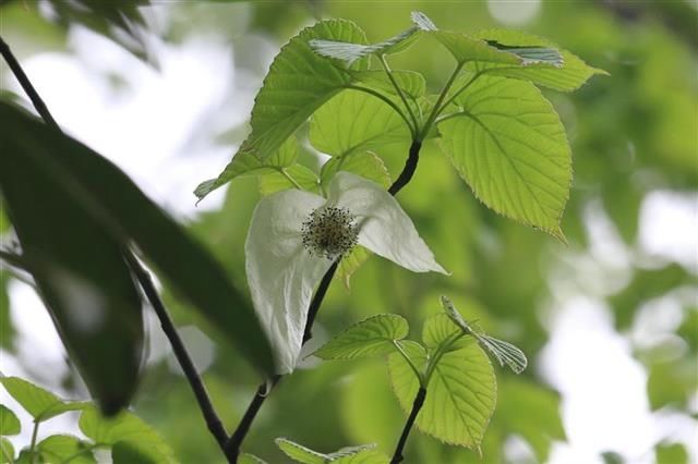 “植物界大熊猫”珙桐30年来首次在武汉植物园开花