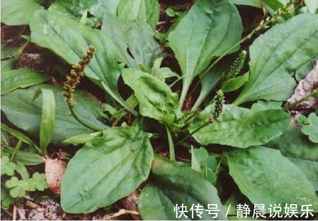 肥胖|车前草治湿气，一治一个准，4天痊愈不再反复