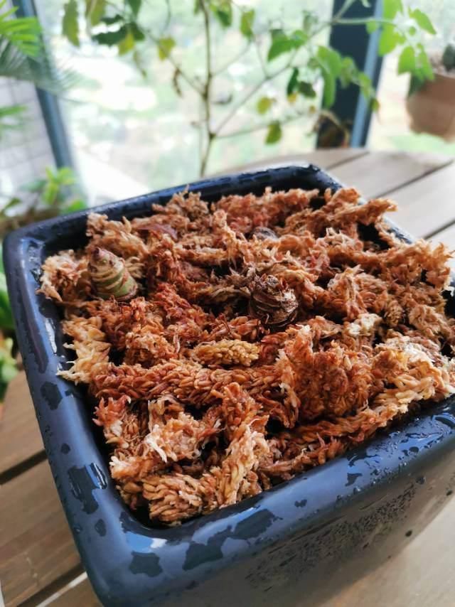 水苔养花好处多,干干净净,促进花卉生长