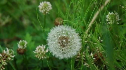 中年人想长寿，推荐吃的食物，嫩肤排毒，滋养身心，缓解便秘