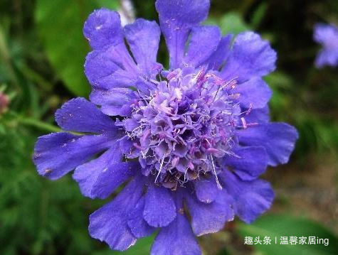 春天养此款花卉,好养易打理,花开绚丽夺目,花香清新怡人,美艳