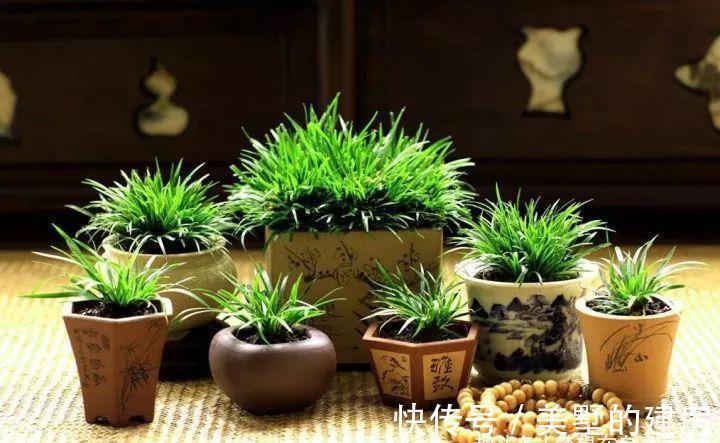 花花草草|原来花花草草也有这么多“雅称”