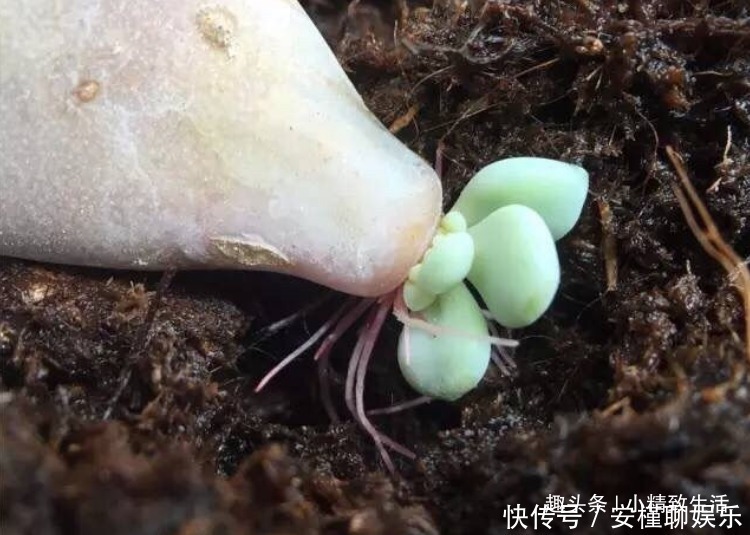 生根|多肉叶插出芽后,遵循“4字”原则,安全过渡,保命为主