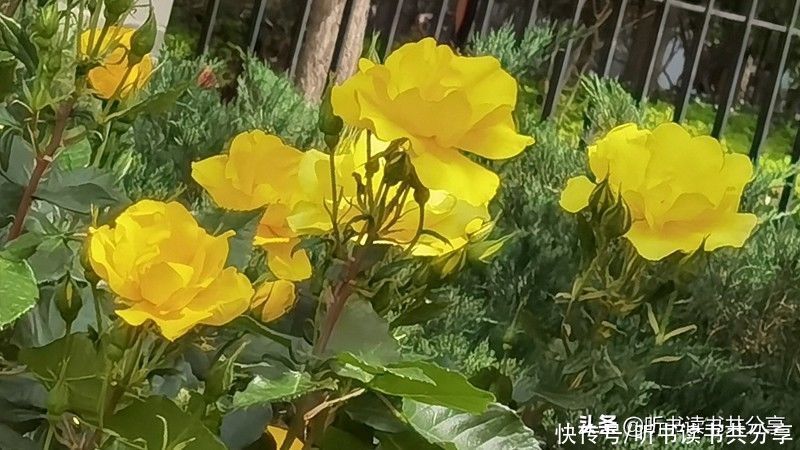 北京城|北京城月季花开千万朵，个中最美属黄色