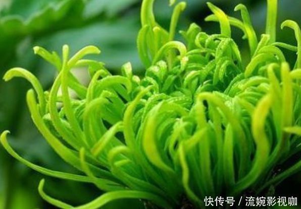 名菊|喜欢菊花，就养盆“优良名菊”绿朝云，花似惊鸿起舞，晶莹碧绿