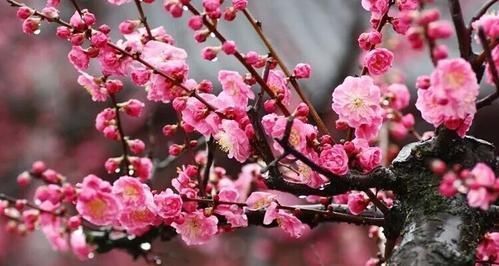 有个小院子，定要养棵耐寒花，一到冬天就开花，人人见了都夸美！