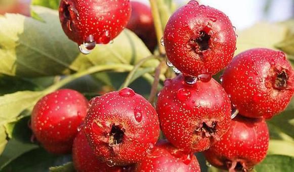 泡水|山楂干泡水喝对身体有什么好处?下面就告诉你几点好处!