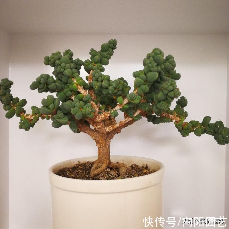 鹿角海棠,修修剪剪养成盆景,小老桩很精致,1000块都不卖