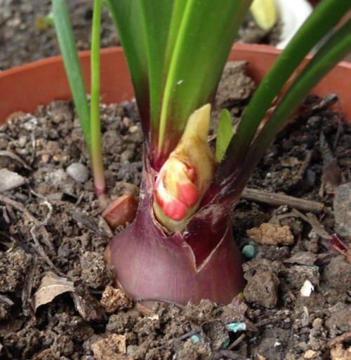 此“花”寒冬季节可赏,花期长达60天,从冬到春,开花不停