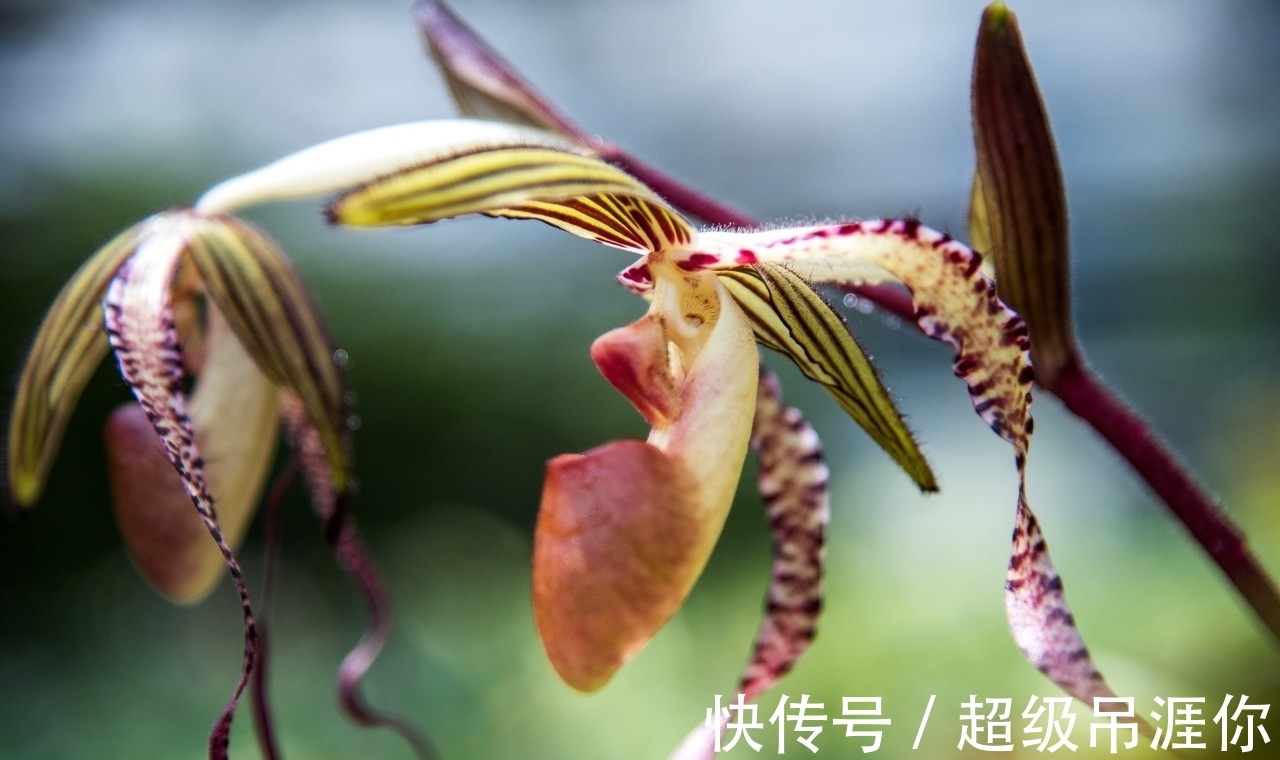 兰花|想让兰花早发芽,这“三位置”留点水,催出一圈苞,绽放层叠群兰