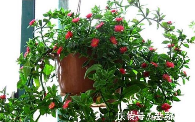 种花|3种花花朵硕大、花期长，看了就让人沉醉，年年开花不断，美！