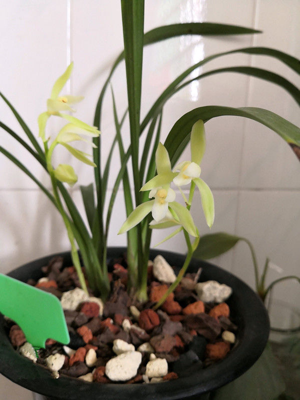 喜欢菊花,就养盆“盘龙系列菊花”盘龙托桂,红花金顶,别具风韵