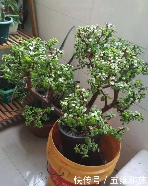 想要把金枝玉叶养成漂亮的盆景，这么做就对了