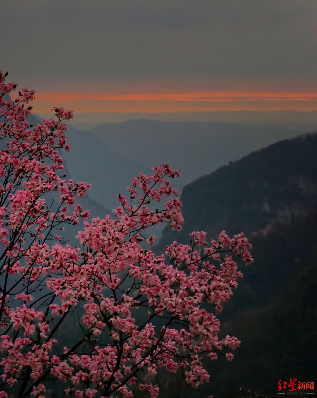 花花花花，漫山遍野开啦！北川辛夷花生态旅游节在九皇山开幕