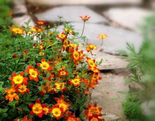 被名字耽误一生的6种花，土里土气，开花却“气度非凡”靓丽入眼