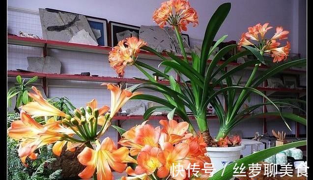 休眠|君子兰难度夏?掌握“1多3少”,顺利度夏,天一凉快,叶肥花多