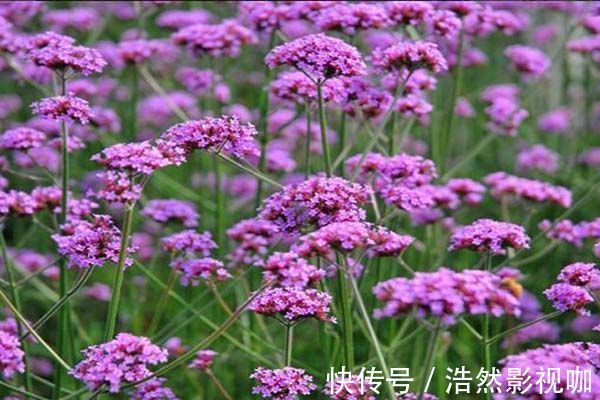 花刺|喜欢菊花,不如养盆“高档玫瑰”爱心,高贵冷艳,飘香四溢