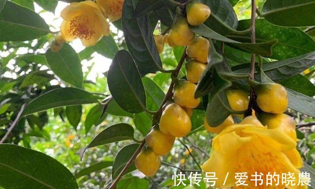 这款“金色”茶花,被誉为植物大熊猫,营养丰富,观赏食用皆宜!