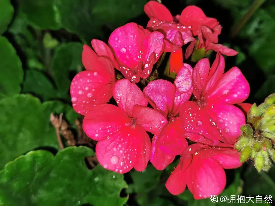 浇水|10种花要控水，天热反而不能浇，一浇水就死