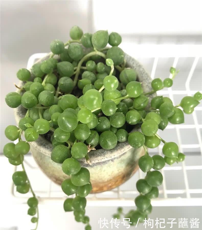 养多肉佛珠,用一个简单省心的方法,圆鼓鼓,几个月挤爆花盆
