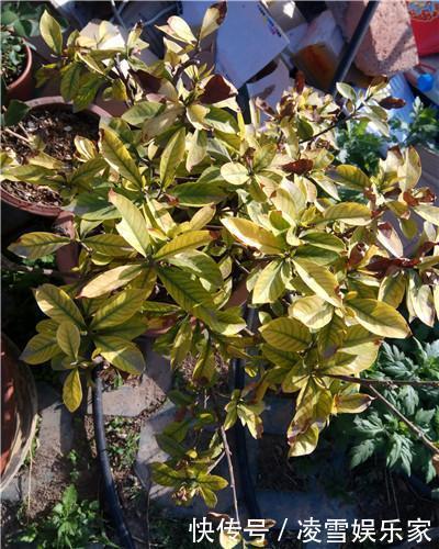 缓苗期|学会以下几招,栀子花不黄叶不掉蕾,花开满了整个枝头!