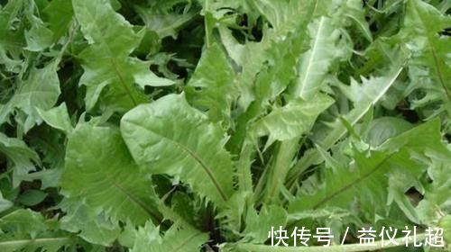 食物|人要长寿,多吃3种食物,养肝护肝,美容养颜,早吃早好