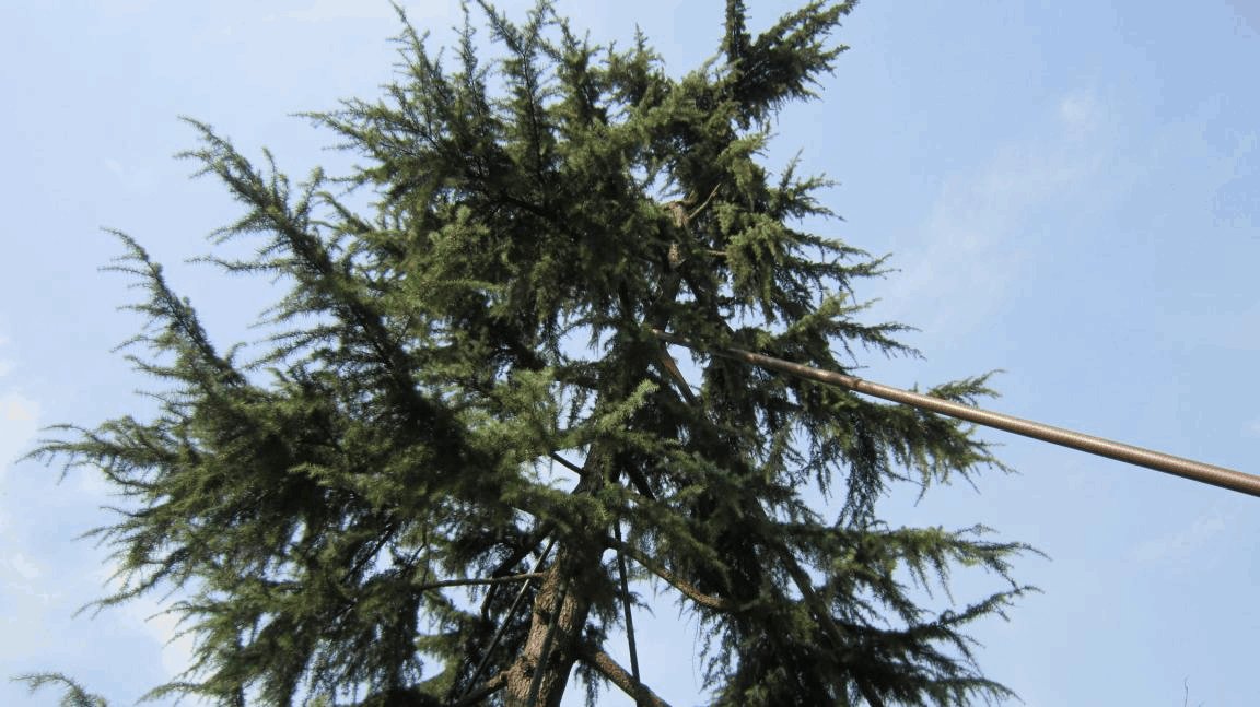 常见花坛植物大全