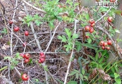 野果子|农村这野果子，小时候放牛时经常见到，秋天成熟时，吃起来酸酸甜甜的！