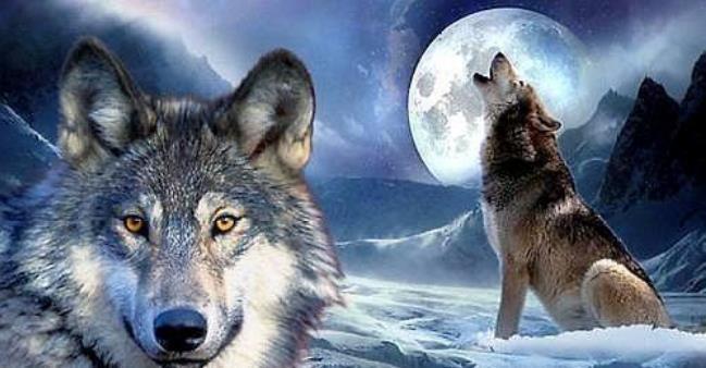 狼性思维能成大器的男人,都有这五种可怕的像狼一样;傲骨铮铮