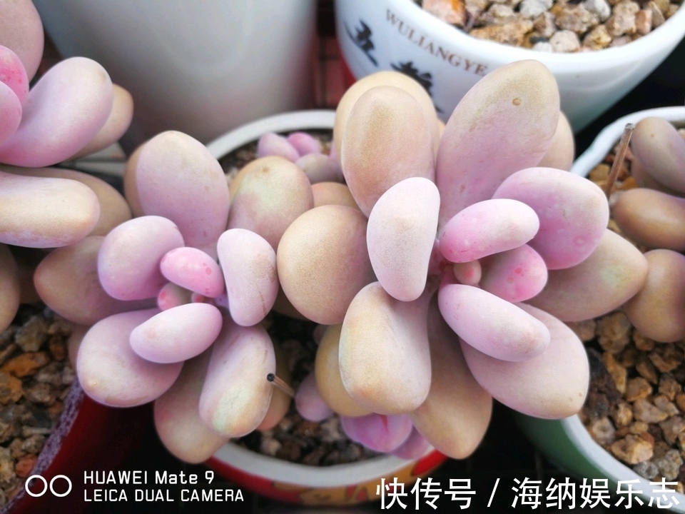 浇水|多肉桃之卵长气生根是好事还是坏事只需2招,根旺爆盆不掉叶