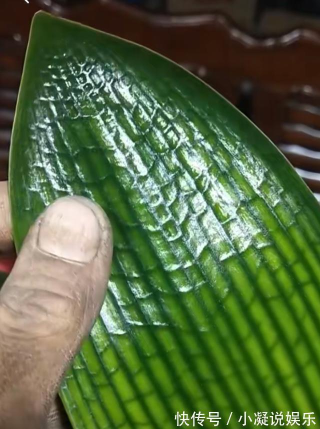 花盆|君子兰吃“2种零食”,冒出6对“网格叶”,开花鲜艳、硕大