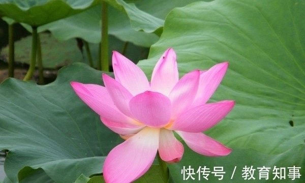 中国十大名花,代表着中国的精神文化内蕴,你都了解吗