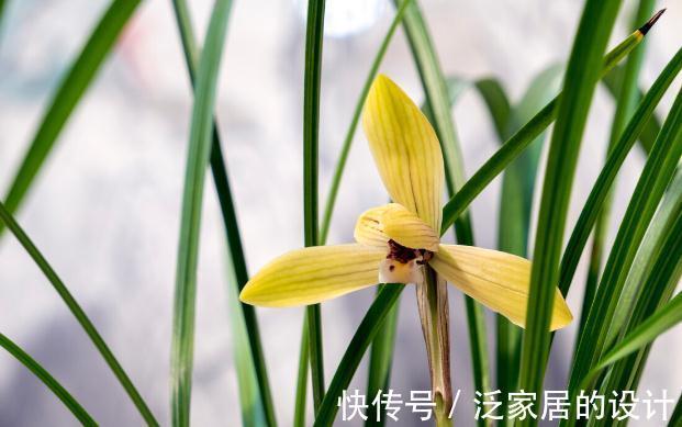 花草|有这4个爱好的人，不适合养兰花，劝你别白费功夫