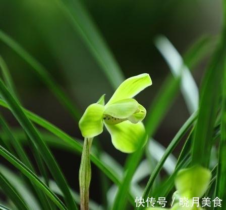 兰花浇水普通又关键，掌握这些，不烂根不闭花，植株挺拔生长快