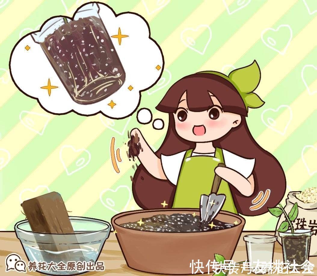 养花土里加上这5种颗粒,透气透水效果好,养花再也不烂根