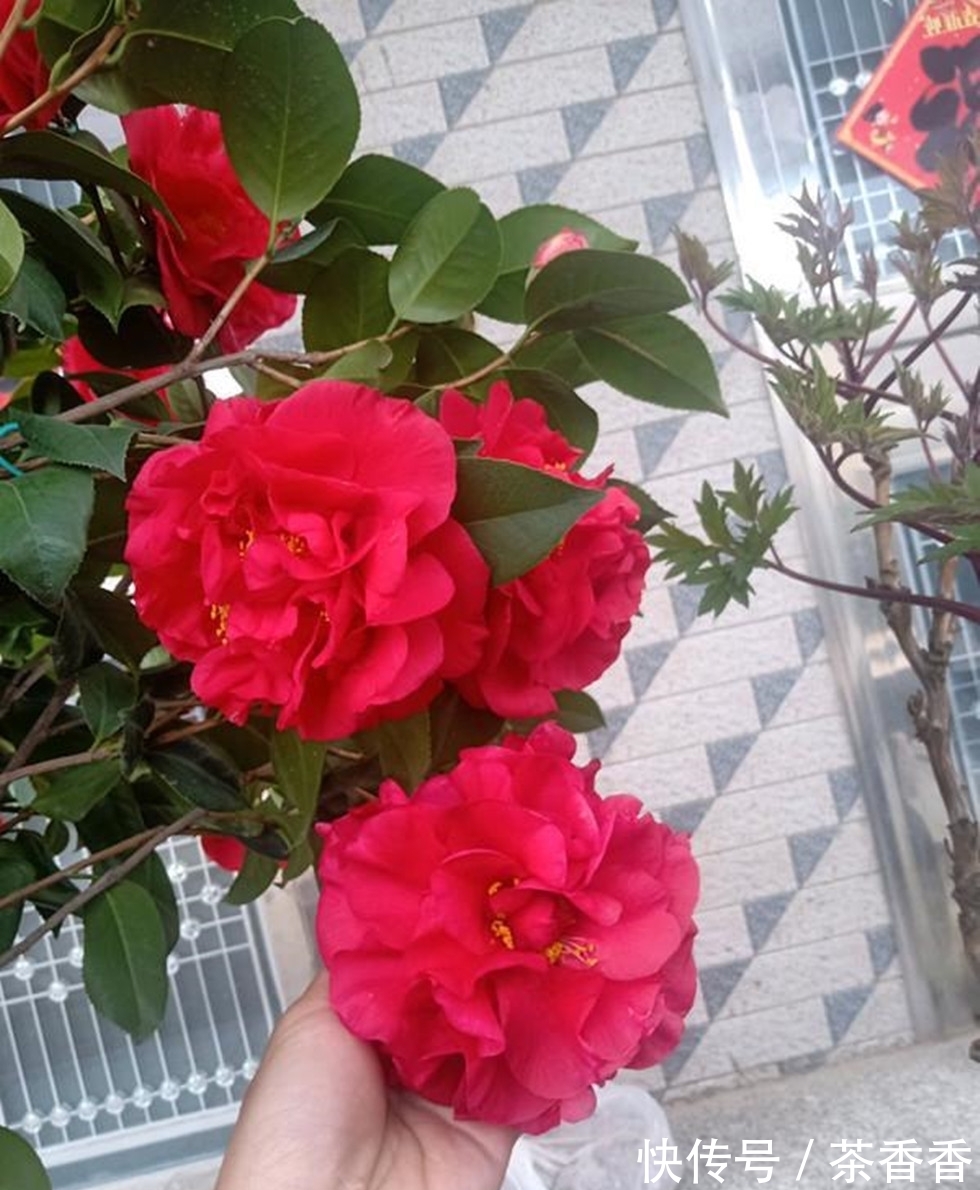 这款花卉,比兰花香,比牡丹美,花期长达半年,零下15度冻不死