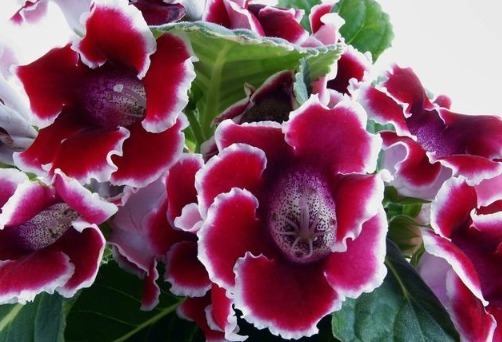 生根|这3种花不仅花期长,而且叶片往盆里一插就能活!